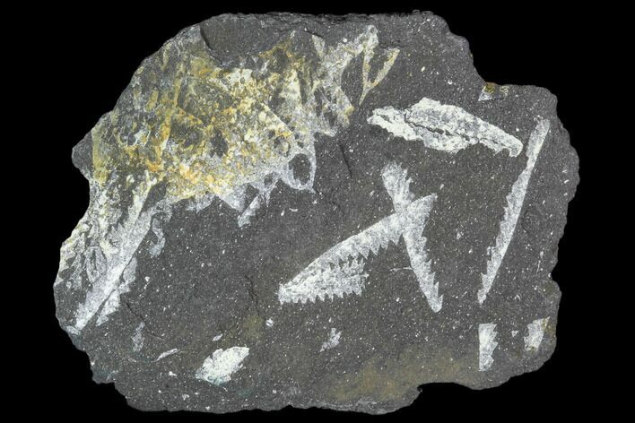 Fossil Graptolite Cluster (Didymograptus) - Great Britain #103429